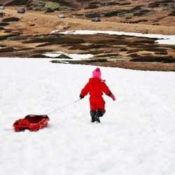 “سلمان للإغاثة” يوزع 1300 سلة غذائية للنازحين من الجوف إلى مأرب