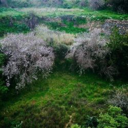 القمة 41 لدول مجلس التعاون الخليجي تنطلق اليوم