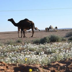متحدث الصحة : ما نزال نرصد تذبذبًا في مستوى الإصابات.. وعلى الجميع الالتزام بالإجراءات الاحترازية