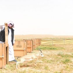 شرطة منطقة الحدود الشمالية: القبض على مقيمين لتباهيهما بعرض مبالغ مالية مجهولة المصدر على مواقع التواصل الاجتماعي