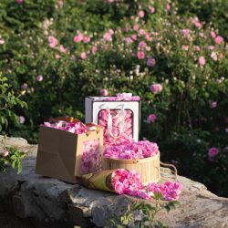 “هيئة الاتصالات” تعقد ورشة عمل تعريفية بمشروع محطات الطرود