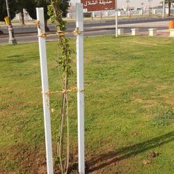 فريق مركز الملك سلمان للإغاثة يدشن توزيع السلال الغذائية الرمضانية للنازحين بثلاث ولايات في نيجيريا