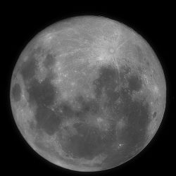 أمانة تبوك تواصل زراعتها لأشجار ” الجكرندا ” في حدائق المنطقة