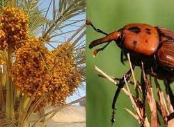 أمانة نجران تنفذ أكثر من 900 جولة رقابية على المنشآت التجارية