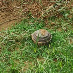 في اليوم العالمي للطيور المهاجرة.. جهود سعودية لإعادة الصقور إلى مواطنها