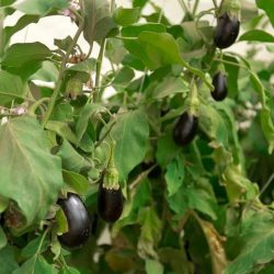 برنامج التخصيص.. خطوات لرفع كفاءة الاقتصاد وتحسين الخدمات