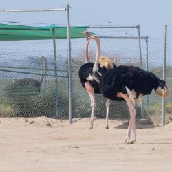 تربية النحل في عسير .. مهنة عريقة عززها الدعم الحكومي والأبحاث العلمية