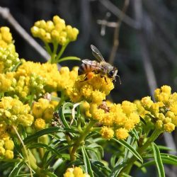 خطبتا الجمعة من المسجد الحرام والمسجد النبوي