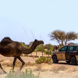أجواء وطبيعة منتزه الأمير حسام تجذب آلاف الزوّار والمتنزهين