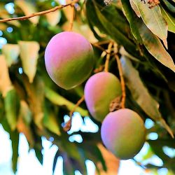 وزارة الخارجية تعبر عن ترحيب حكومة المملكة إعلان وقف إطلاق النار في قطاع غزة