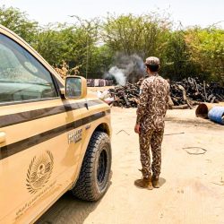 ميناء جازان يستقبل شحنتي أبقار برازيلية