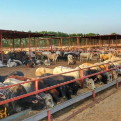 الملكية الفكرية وشركة جوجل يناقشان حماية الحقوق في المجال الرقمي