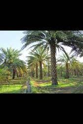 #حالة #الطقس المتوقعة اليوم الأحد