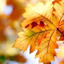 الشؤون الإسلامية تنظم سلسلة من الكلمات الدعوية في حائل