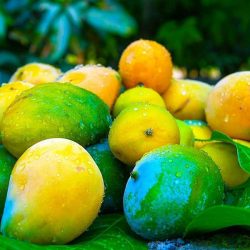 اتحاد التنس يكرم الحكم الدولي عقاقة لنجاحه في تحكيم مباريات اولمبياد طوكيو