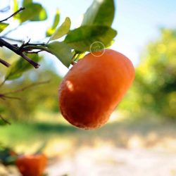 تهنئة للطالب ( راكان مرعي جعران ) تخرجه من المرحلة الثانوية العامة