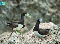 ولي العهد: زيادة معدلات التوظيف للمواطنين