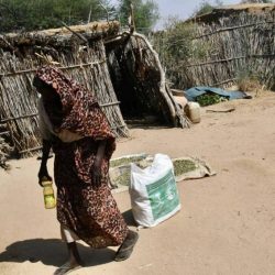 صقر طبرجل يحطم الرقم القياسي في مزاد نادي الصقور السعودي الثاني