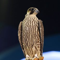 هيئة التراث تشارك في المعرض الدولي “الأبد هو الآن”