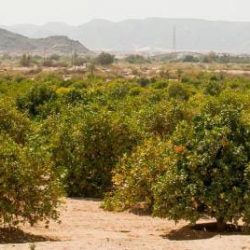 *جمعية كبار السن في ضيافة ديوانية الحسين* 