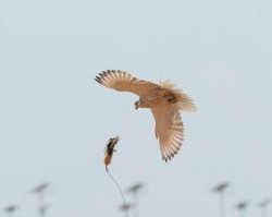 “الصحة”: 29 إصابة جديدة بكورونا وتعافي 21