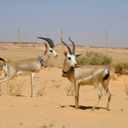 أكثر من عشرين ألف طالب وطالبة استفادوا من برنامج الفحص الاستكشافي بتعليم الشرقية