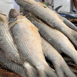 معهد البنك الإسلامي للتنمية يكشِف عن هوية العلامة التجارية الجديدة