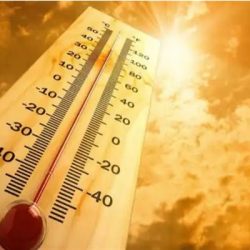 50 عامًا.. شاهدة على أقدم شجرة مانجو في المملكة ..