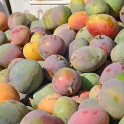 سمو أمير حائل يدشن انطلاق العد الذاتي لتعداد السعودية 2022