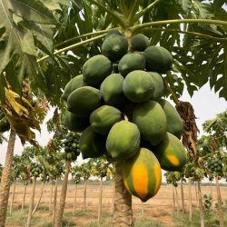 الأفواج الأمنية بجازان تقبض على مخالفين لنظام أمن الحدود بحوزتهم (25) كيلو جرامًا من مادة الحشيش المخدر