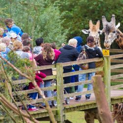 الحملات الميدانية المشتركة: ضبط (10842) مخالفاً لأنظمة الإقامة والعمل وأمن الحدود خلال أسبوع