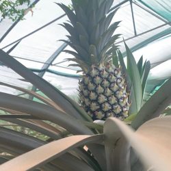 الأفواج الأمنية بمنطقة #جازان تضبط (5250) قرصًا خاضعًا لتنظيم التداول الطبي بمحافظة الريث.