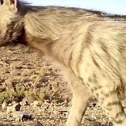 الأفواج الأمنية بمنطقة جازان تقبض على شخص بحوزته (135) كيلو جرامًا من نبات القات المخدر