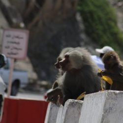 عبر البث المباشر إسلامية جازان تنظم محاضرات دعوية نسائية