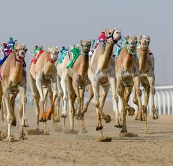 الحملات الميدانية المشتركة: ضبط (14509) مخالفين لأنظمة الإقامة والعمل وأمن الحدود خلال أسبوع