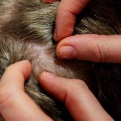 بيع صقرين في الليلة السادسة للمزاد الدولي لمزارع إنتاج الصقور