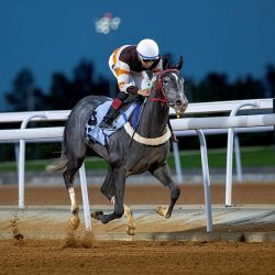 بَيْعُ صقرين بـ 63 ألف ريالٍ في الليلة الثامنة للمزاد الدولي لمزارع إنتاج الصقور