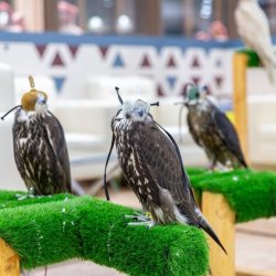 محاضرة عن مخاطر سوسة النخيل الحمراء بمهرجان صفري بيشة