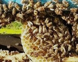 وزير الصناعة والثروة المعدنية يفتتح منتدى المحتوى المحلي في نسخته الأولى