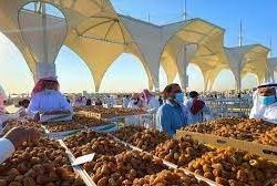 تبوك حديقة المملكة المثمرة بأكثر من مليون ونصف شجرة عنب