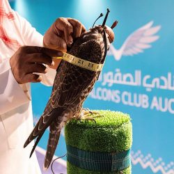 لجنة عاجلة لدراسة ظاهرة الماشية السائبة ومعالجتها في عسير