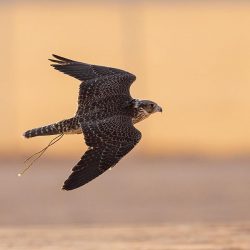 #فيديو | #نادي_الصقور_السعودي يقيم سباق الملواح لفئة