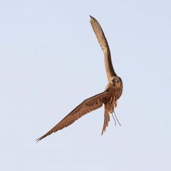 الحركة المرورية الخاصة ب مسارات افتتاح موسم الرياض