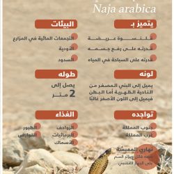 شبه غزيرة بهذه المناطق.. الحصيني يتوقّع موعد أول ممطرة في الوسم