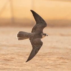 * بلدية بقيق: ترقية 13 موظف من المرتبة الخامسة الى التاسعة*