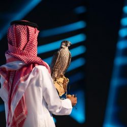 مزاد نادي الصقور .. بيع صقر بـ 166 ألف ريال يُضفي الإثارة في أول ليالي المزاد