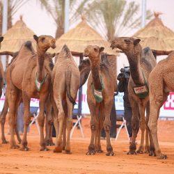 نادي ذوي الإعاقة بمحافظة جدة يشارك في الملتقى الدولي لألعاب القوى بمسقط