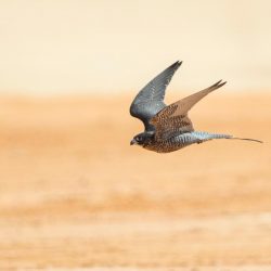 الشؤون الإسلامية في جازان تطلق البرنامج الدعوي ( مكانة السنة ٢)