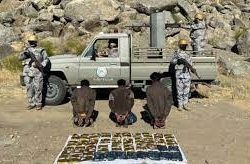 المركز الوطني لتنمية الغطاء النباتي: استيراد أكثر من 135 ألف طن من الحطب والفحم عبر إصدار 800 ترخيص حتى نهاية 2022