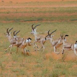 سمو أمير القصيم يزور محمية المسند شرق مدينة بريدة